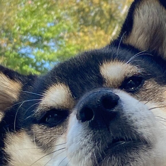 Meet your Posher, Ginger - Picture 1 of 1